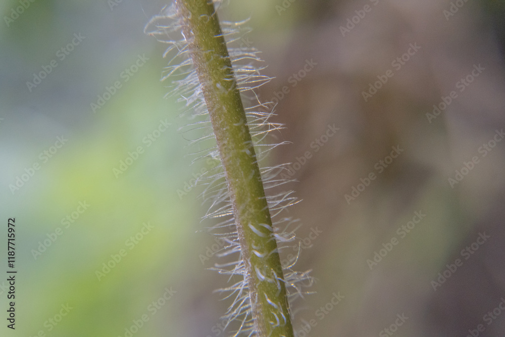 Close-Up of a Hairy Plant Stem with a Blurred Green Background Close-Up of a Hairy Plant Stem with a Blurred Green Background