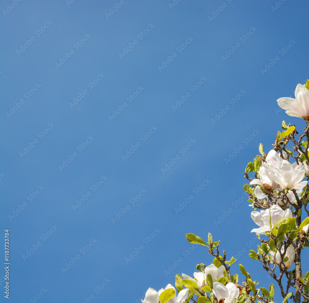 Background with blue sky and a branch with white magnolia flowers Background with blue sky and a branch with white magnolia flowers