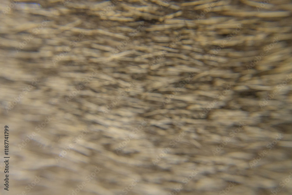 Close-Up of a Rough Straw-Like Texture Close-Up of a Rough Straw-Like Texture
