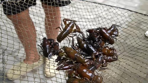 Live European river crayfish. Pacifastacus leniusculus photo