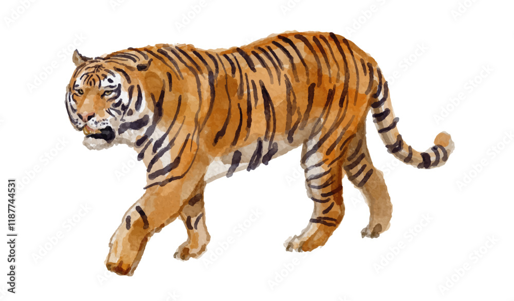 Obraz premium Watercolor illustration of tiger for logo, invitations and more