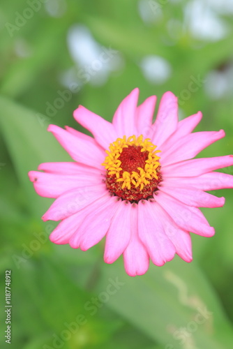 portrait of pink zinnia flowers with yellow buds and blurry behi photo