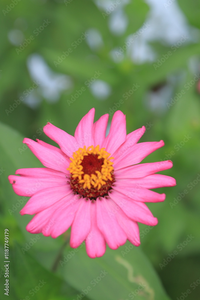 portrait of pink zinnia flowers with yellow buds and blurry gree portrait of pink zinnia flowers with yellow buds and blurry gree