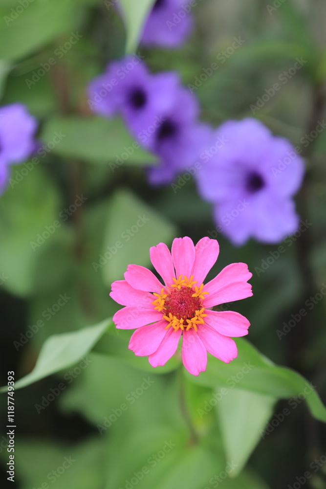Obraz premium portrait of pink zinnia flowers with yellow buds and purple flow
