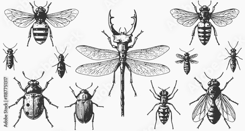 vector set of insects, engraved, drawn, illustration, insects
