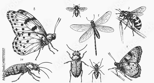 vector set of insects, engraved, drawn, illustration, insects
