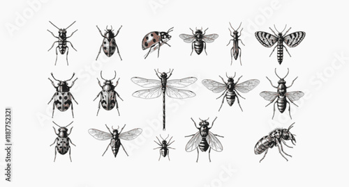 vector set of insects, engraved, drawn, illustration, insects
