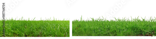 The grass is green and lush