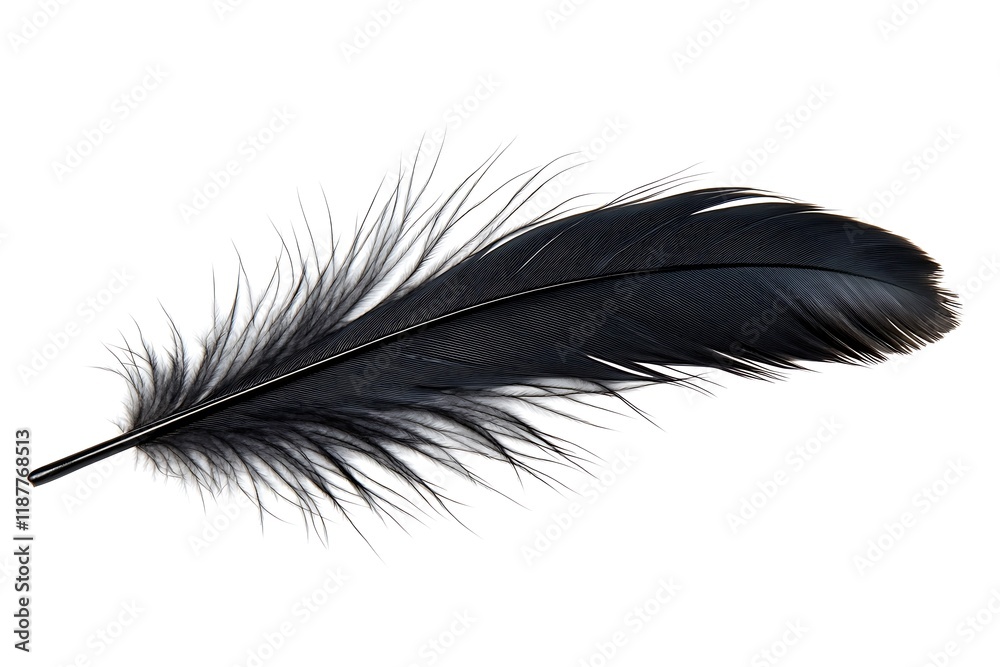 black feather isolated on white or transparent png
black feather isolated on white or transparent png