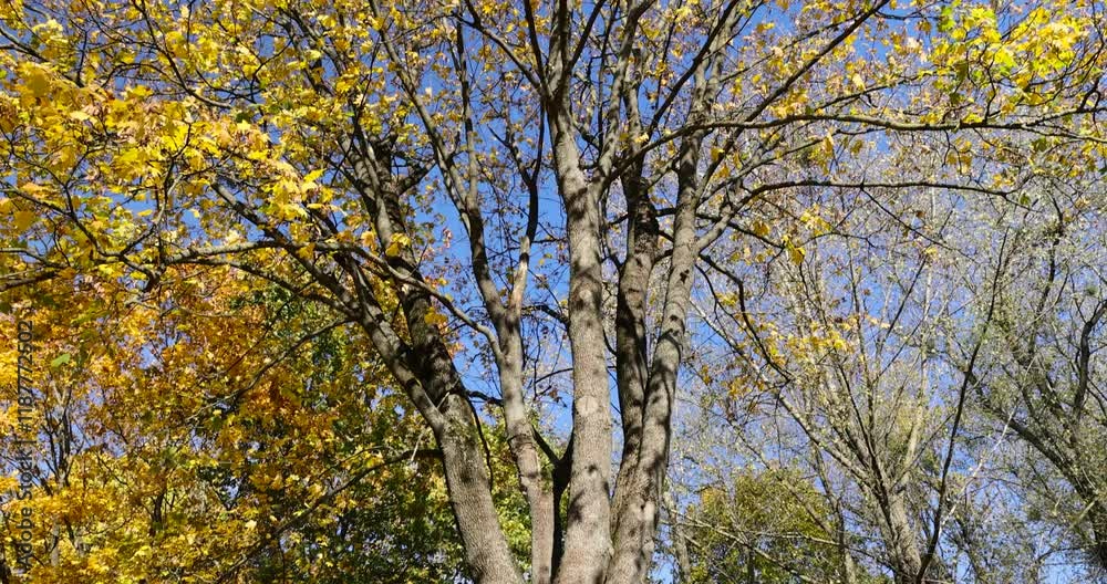 maple foliage against a sky in sunny autumn weather, old maples with yellowed foliage during leaf fall maple foliage against a sky in sunny autumn weather, old maples with yellowed foliage during leaf fall