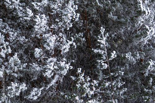 Wall of Frosty Scots: Close up of Scots Pines with hoar frost.