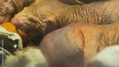 Close up of naked mole-rats eating veggies in the underground borrow. photo