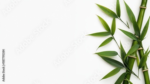 Minimalist bamboo stems and leaves on white background photo
