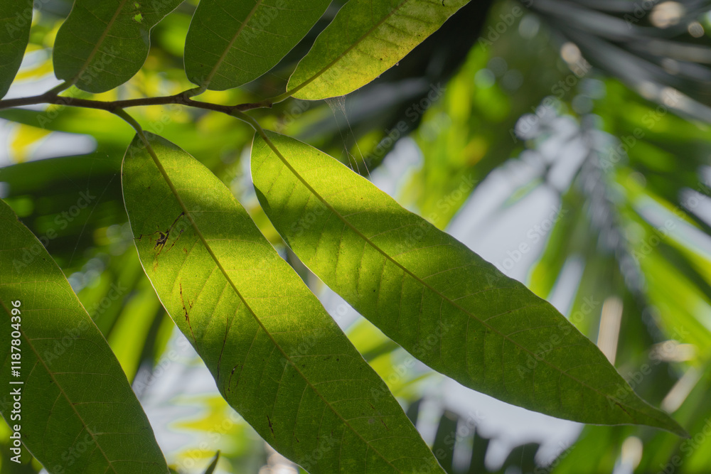 Sunlit Mango Leaves in a Tropical Setting Sunlit Mango Leaves in a Tropical Setting