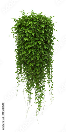 Green leaves Javanese treebine or Grape ivy (Cissus spp.) jungle vine hanging ivy plant bush isolated on white background with clipping path. photo