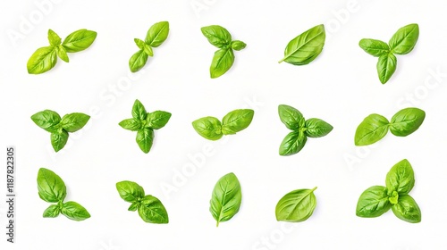Fresh Herb Collection Isolated on White Background for Design Use