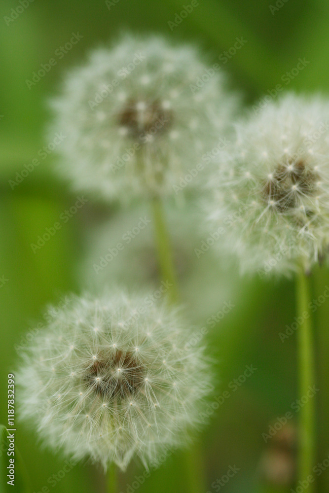 Macro of Dandelions Macro of Dandelions