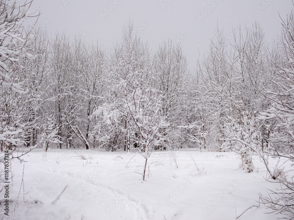 Fototapeta premium landscape with plants under snow in spring