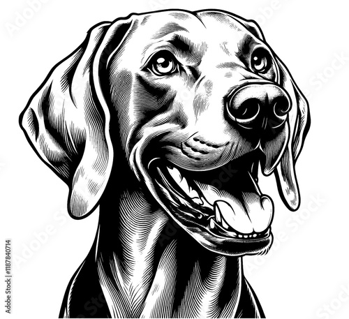 Hand drawn Weimaraner portrait, vector sketch isolated on white background, SVG vector	