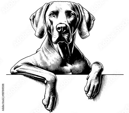 Hand drawn cute peeking Weimaraner portrait, vector sketch isolated on white background, SVG vector

