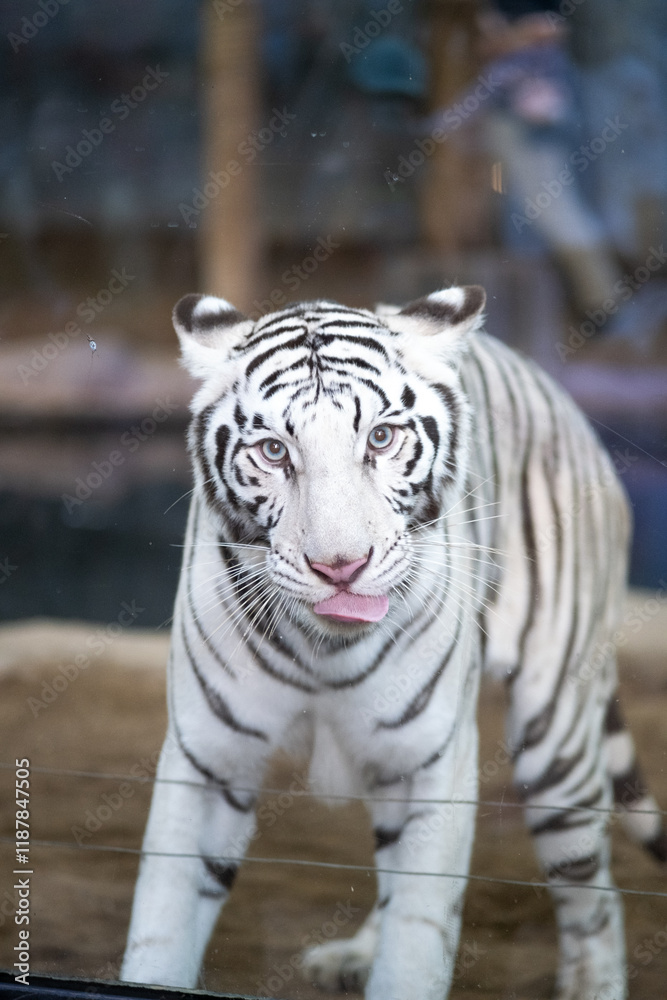 Fototapeta premium A white tiger is standing in a cage
