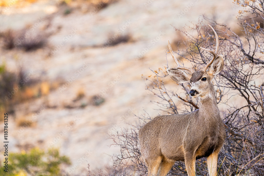 Venado Bura joven en el desierto de Chihuahua Venado Bura joven en el desierto de Chihuahua