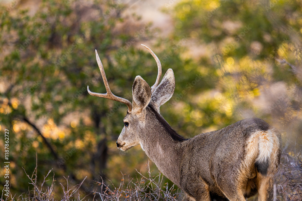 Venado en el desierto de México, Bura Venado en el desierto de México, Bura
