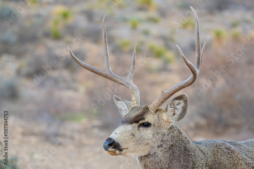 Venado en el desierto de México, Bura photo