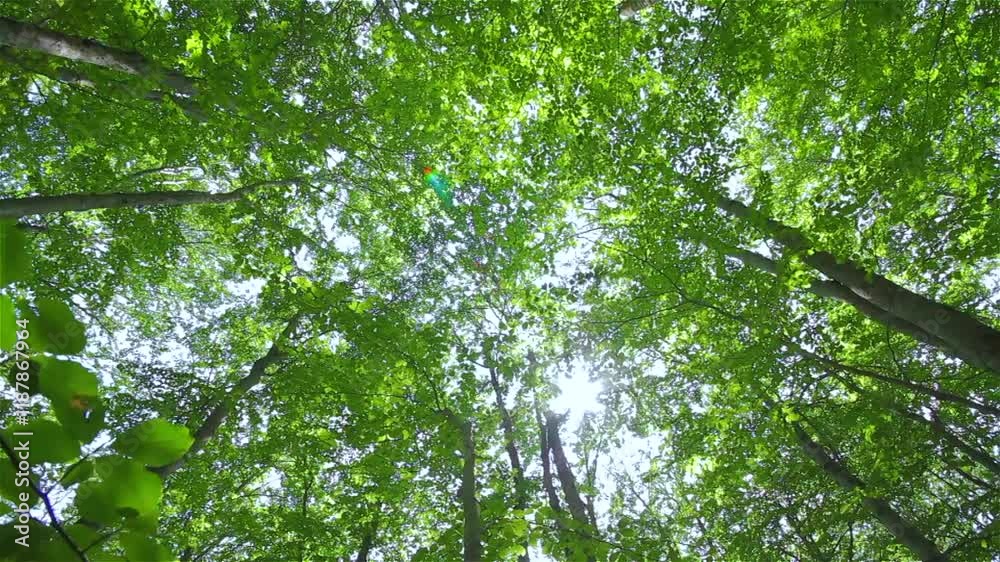 Spring brings vibrant green leaves swaying gently in the wind amidst a lush forest backdrop Spring brings vibrant green leaves swaying gently in the wind amidst a lush forest backdrop