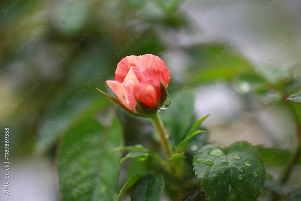 Roses are beautiful flowers and everyone loves them. Roses are beautiful flowers and everyone loves them.