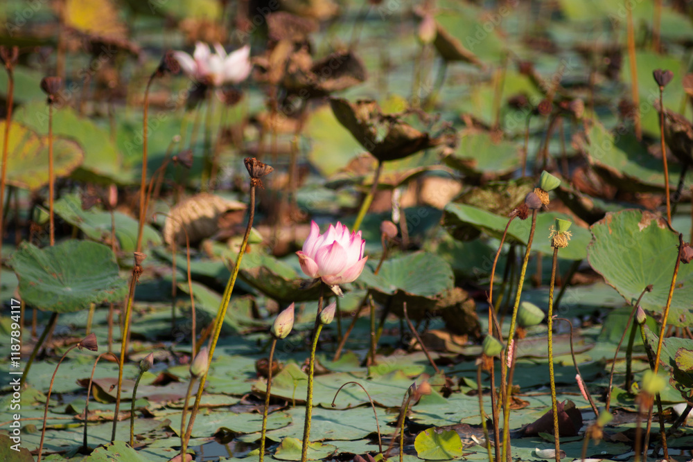 The lotus flowers that grow from the natural pond are beautiful and when the time comes they fade away. The lotus flowers that grow from the natural pond are beautiful and when the time comes they fade away.