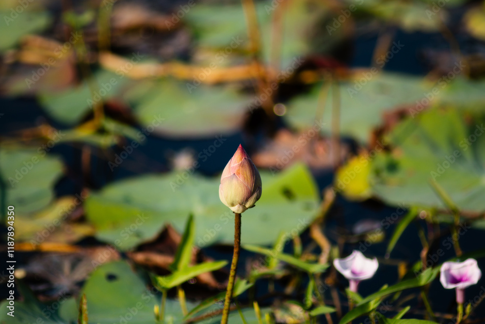 The lotus flowers that grow from the natural pond are beautiful and when the time comes they fade away. The lotus flowers that grow from the natural pond are beautiful and when the time comes they fade away.