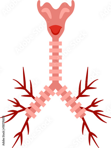 Trachea Human Organ