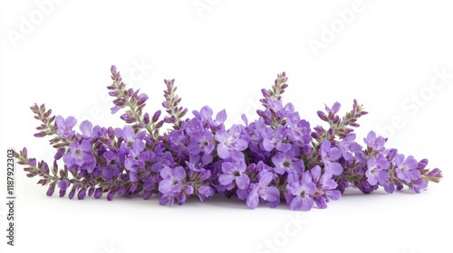 Delicate purple flowers of cistus albidus also known as grey-leaved cistus set against a pure white background highlighting the beauty of this mediterranean shrub photo