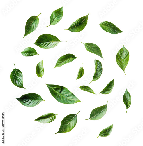 The whirlwind of green leaves on transparent background