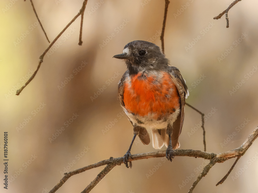 Scarlet Robin (Petroica boodang) in Australia Scarlet Robin (Petroica boodang) in Australia
