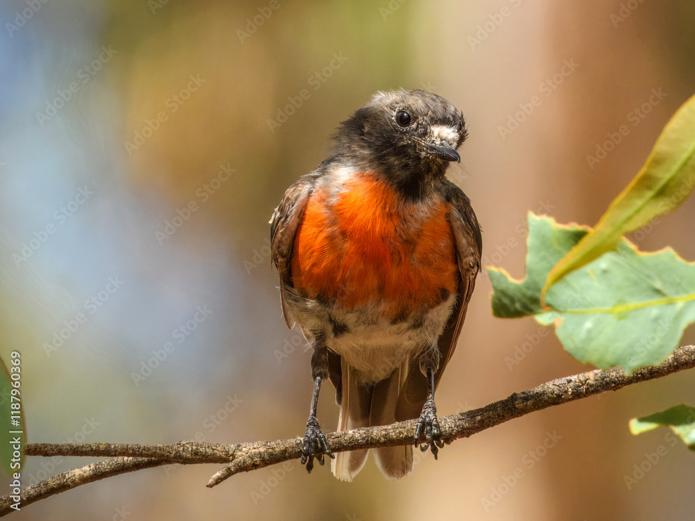 Scarlet Robin (Petroica boodang) in Australia Scarlet Robin (Petroica boodang) in Australia