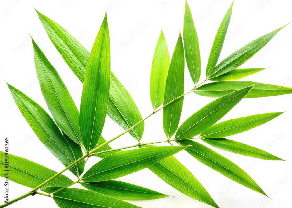 Fototapeta premium High-resolution aerial drone shot of lush green bamboo leaves, isolated on a white background. Perfect for stock photography.