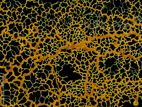 P1050013 orange slime mold plasmodium, Badhamia utricularis, on glass, cECP 2025