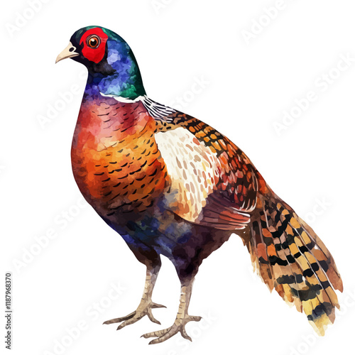 A watercolor vector painting of a Pheasant, isolated on a white background. Pheasant vector.


