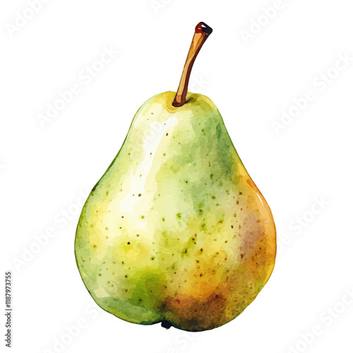 A watercolor vector painting of a Pear, isolated on a white background. Pear vector.

