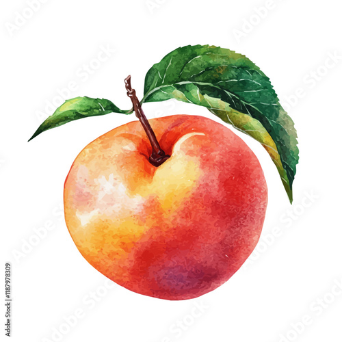 A watercolor vector painting of a Peach, isolated on a white background. Peach vector.

