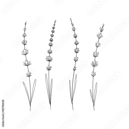 A set of lavender twigs, botanical illustration, hand-drawn with a line, isolated on a white background, vector. Floral is a beautiful element for decoration, labels, decoration. Outline of a flower 