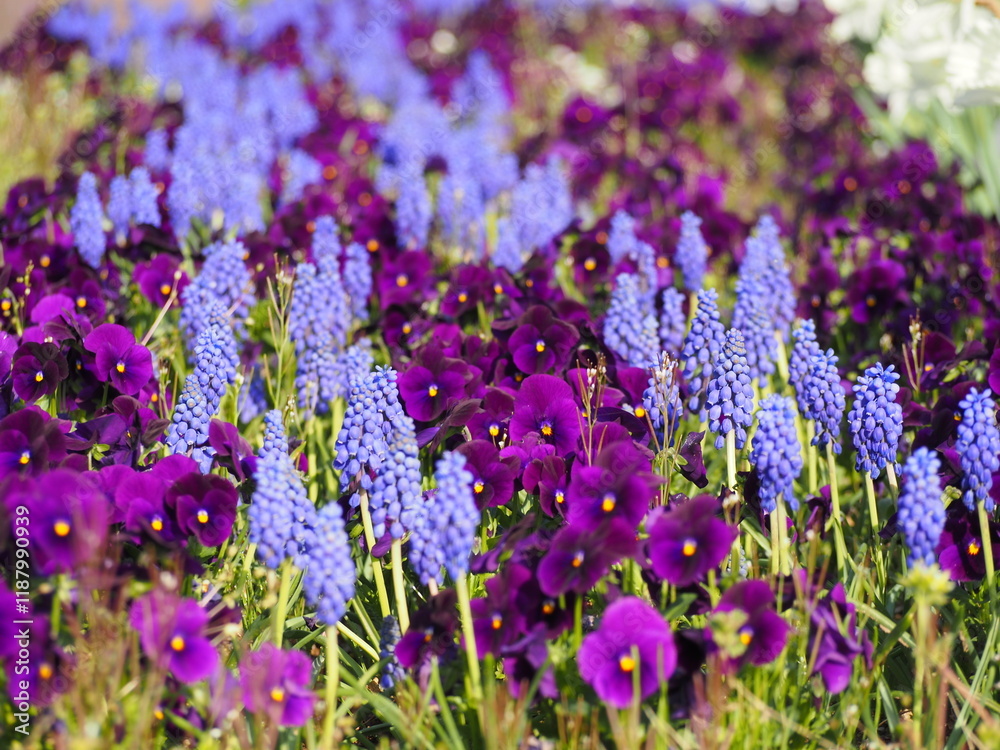 Naklejka premium 春の花 ムスカリとパンジーの花壇