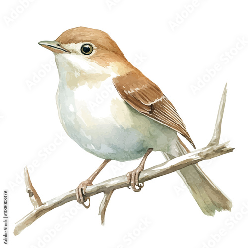 A watercolor vector painting of a Nightingale, isolated on a white background. Nightingale vector.

