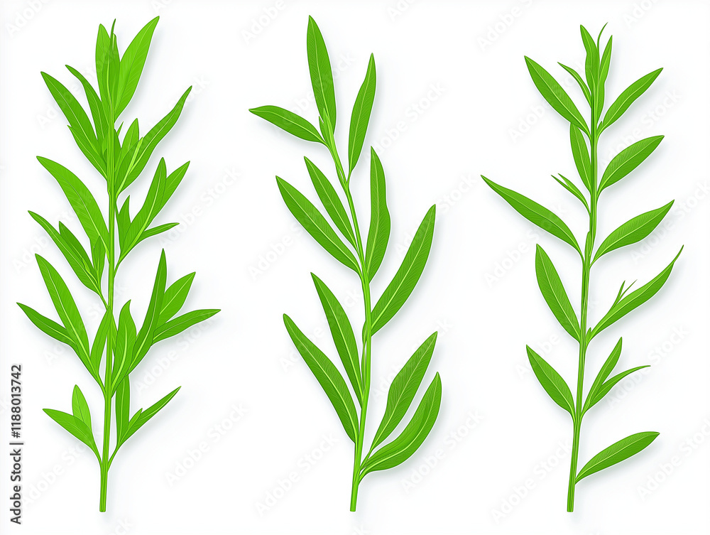 Fototapeta premium Fresh Collection of Tarragon Herbs in Green Aromatic Display