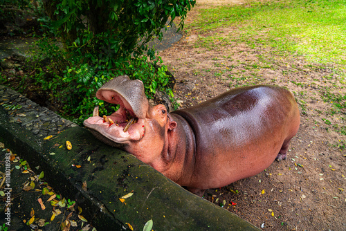 The hippopotamus is opening its mouth to eat food. They use their large mouths and powerful jaws to uproot and consume the vegetation. Although they spend much of their time in water photo