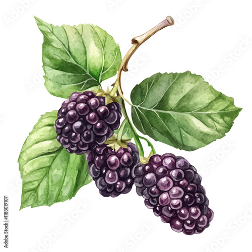 A watercolor vector painting of a Mulberry, isolated on a white background. Mulberry vector.

