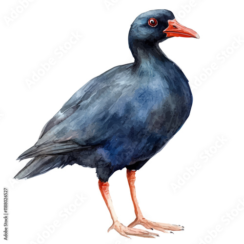 A watercolor vector painting of a Moorhen, isolated on a white background. Moorhen vector.

