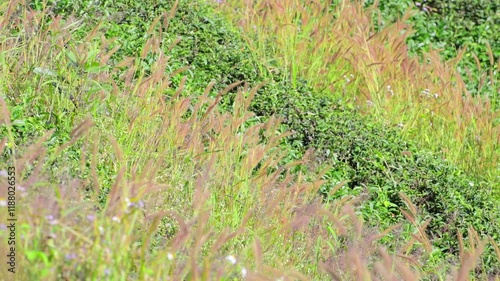 The gentle movement of Knotroot Foxtail grass growing on the hillside in the sunlight.